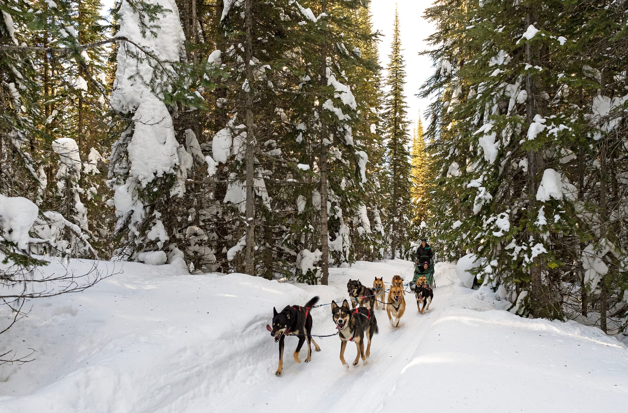 TAKE A RIDE: Sled rides are a treat through the forrests filtered with snow.