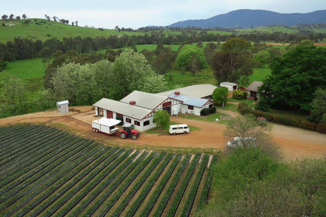 Schmidt's Strawberry Winery Post feature image