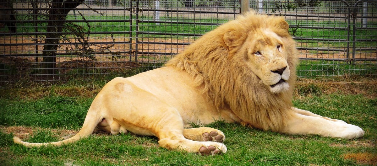 Mansfield Zoo Post feature image