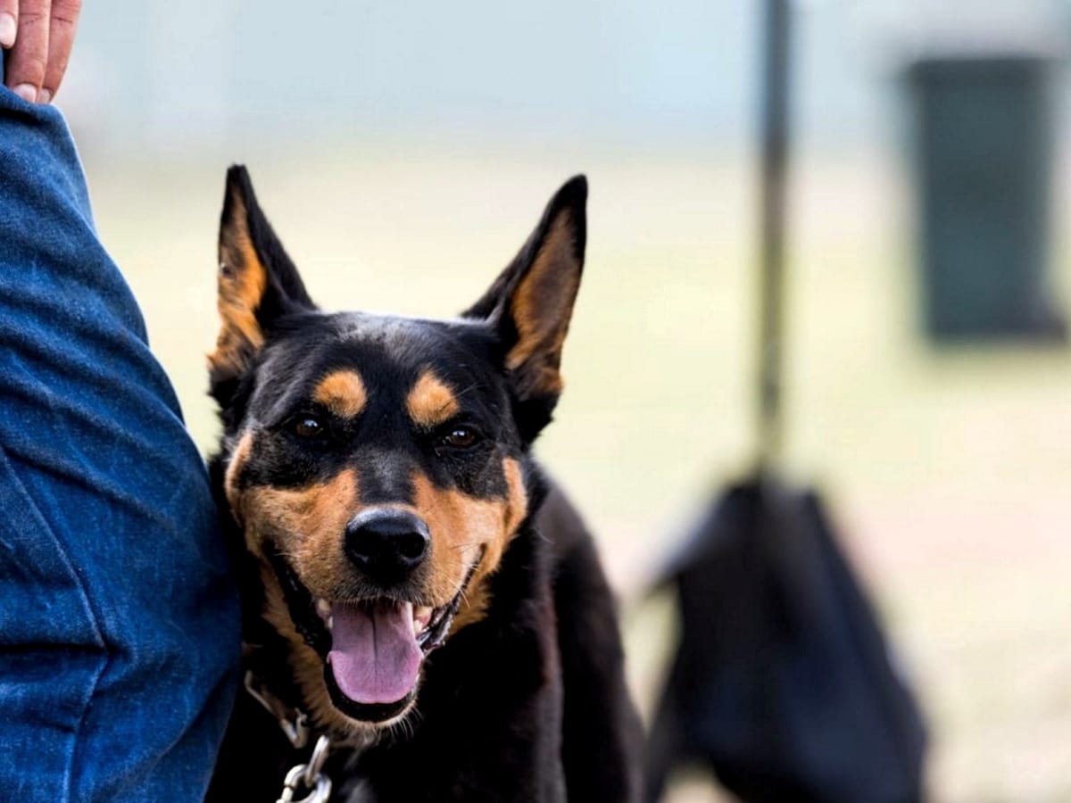 Big March for Mansfield Post feature image