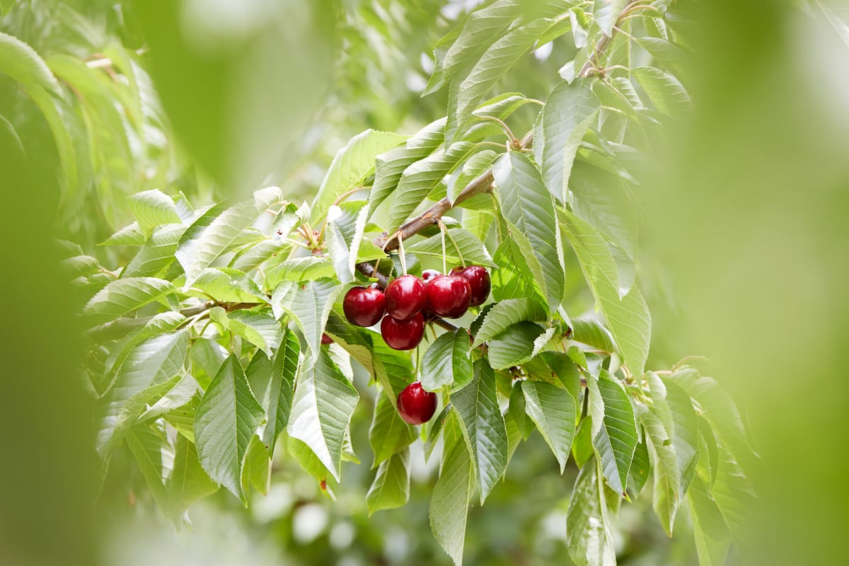 It's cherry season in Yarck Post feature image
