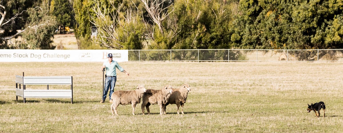 Stock Dog Spectacular at the showgrounds Post feature image