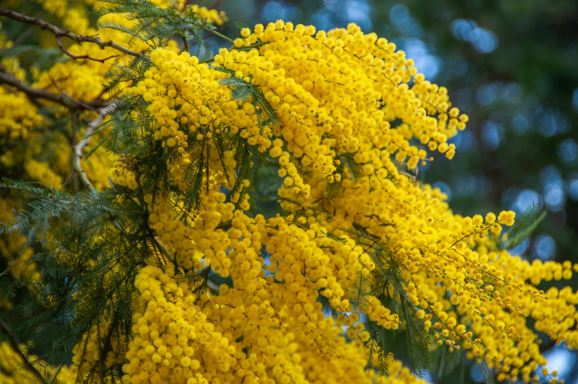 Blooming marvellous in Bright this spring Post image