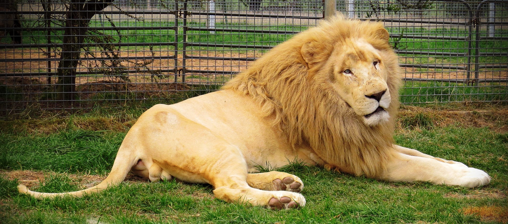 Mansfield Zoo Post image