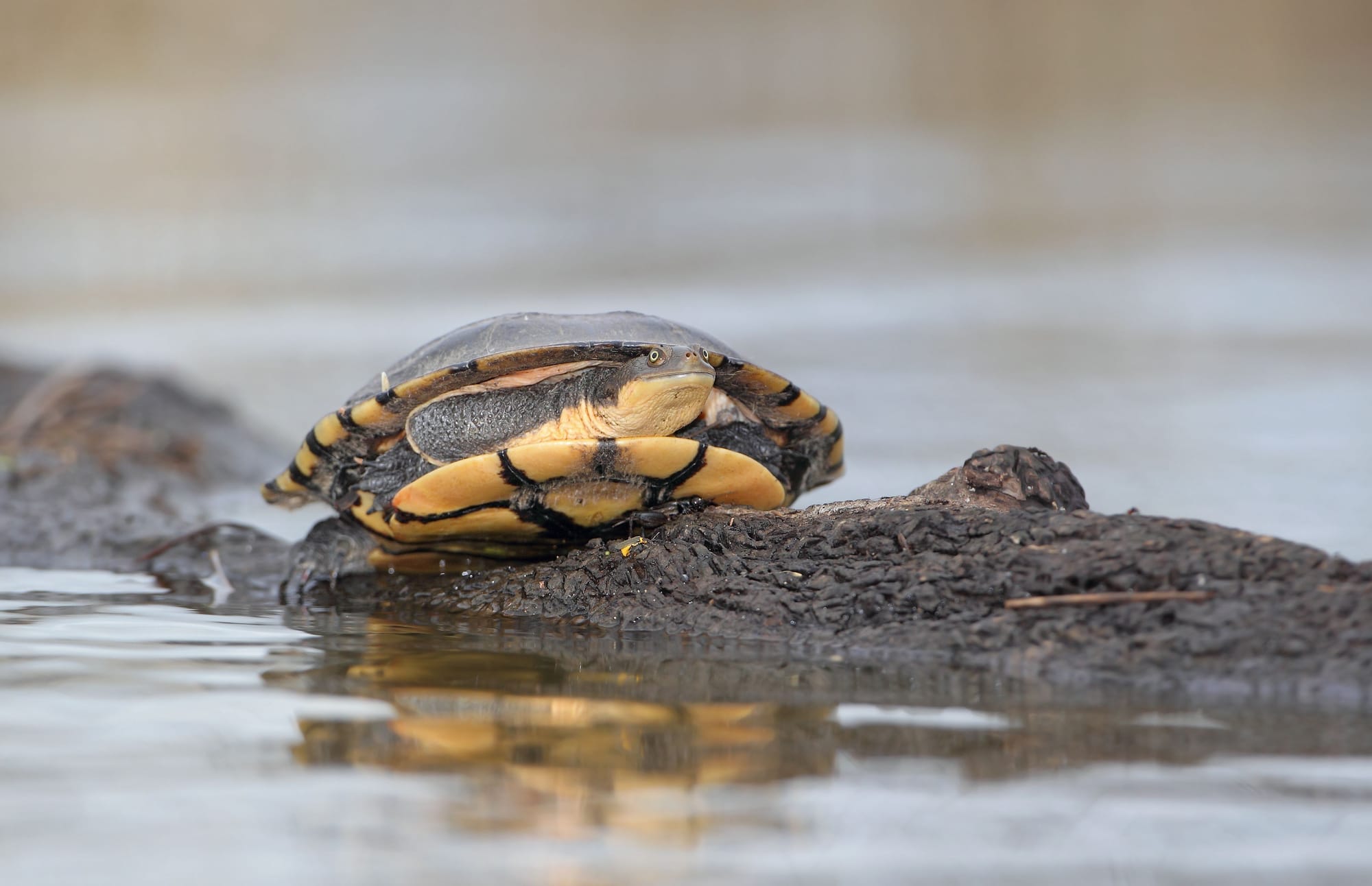 Winton Wetlands: a day well spent Post image