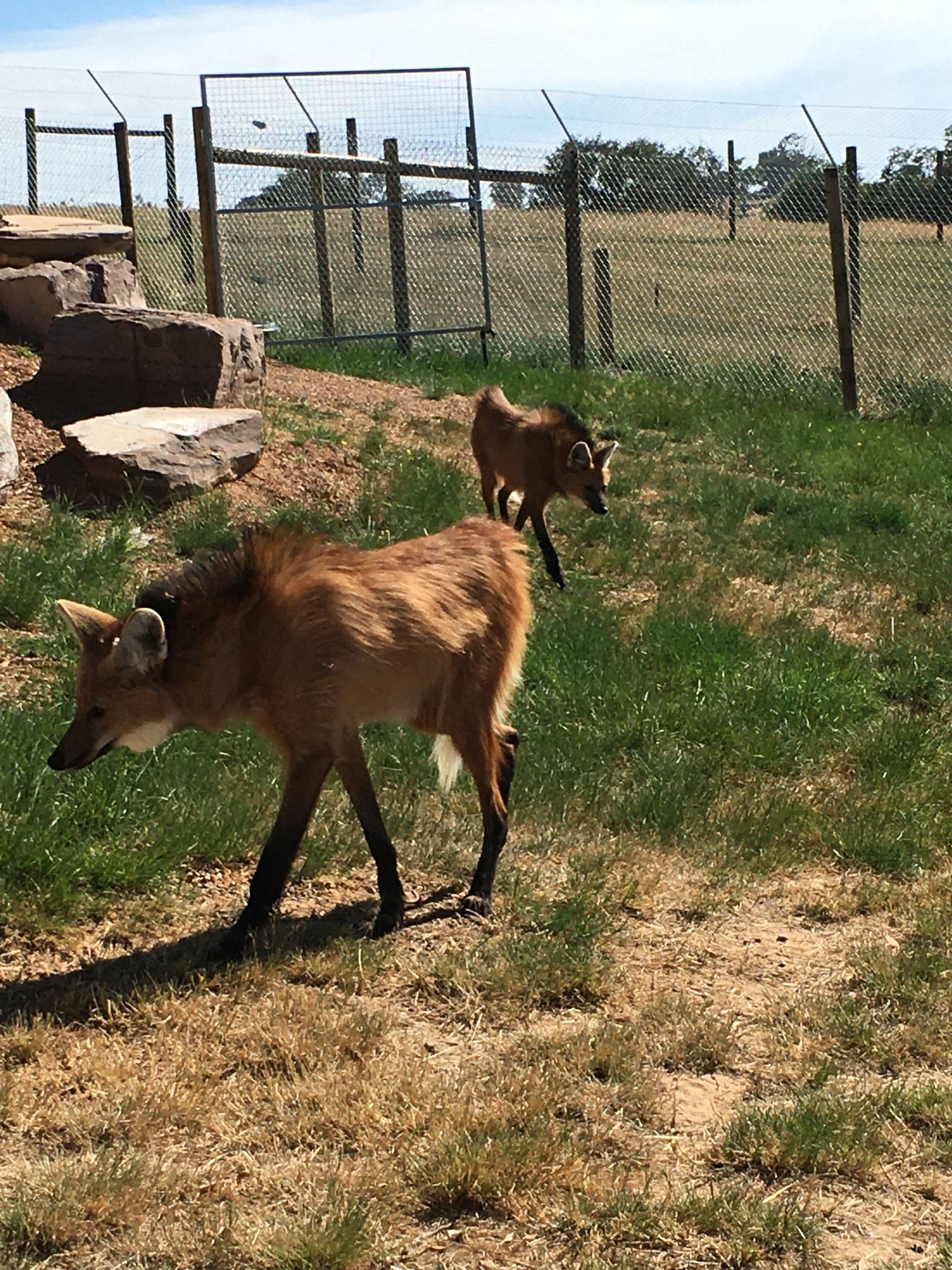 New animals to meet at the Mansfield Zoo Post image