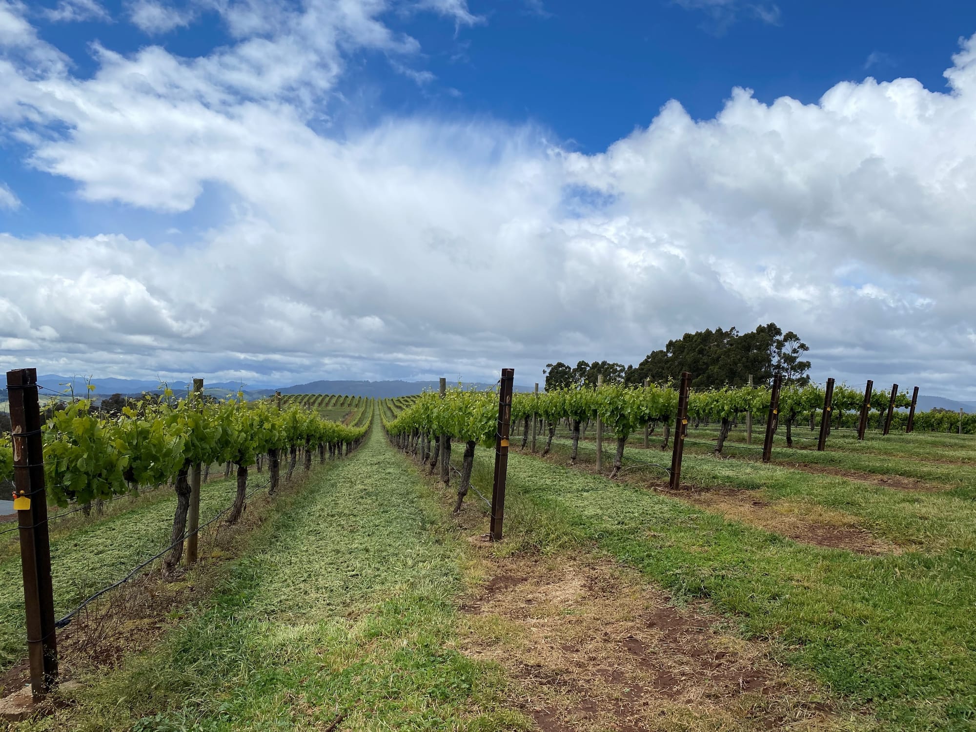 Milawa - King Valley Post feature image