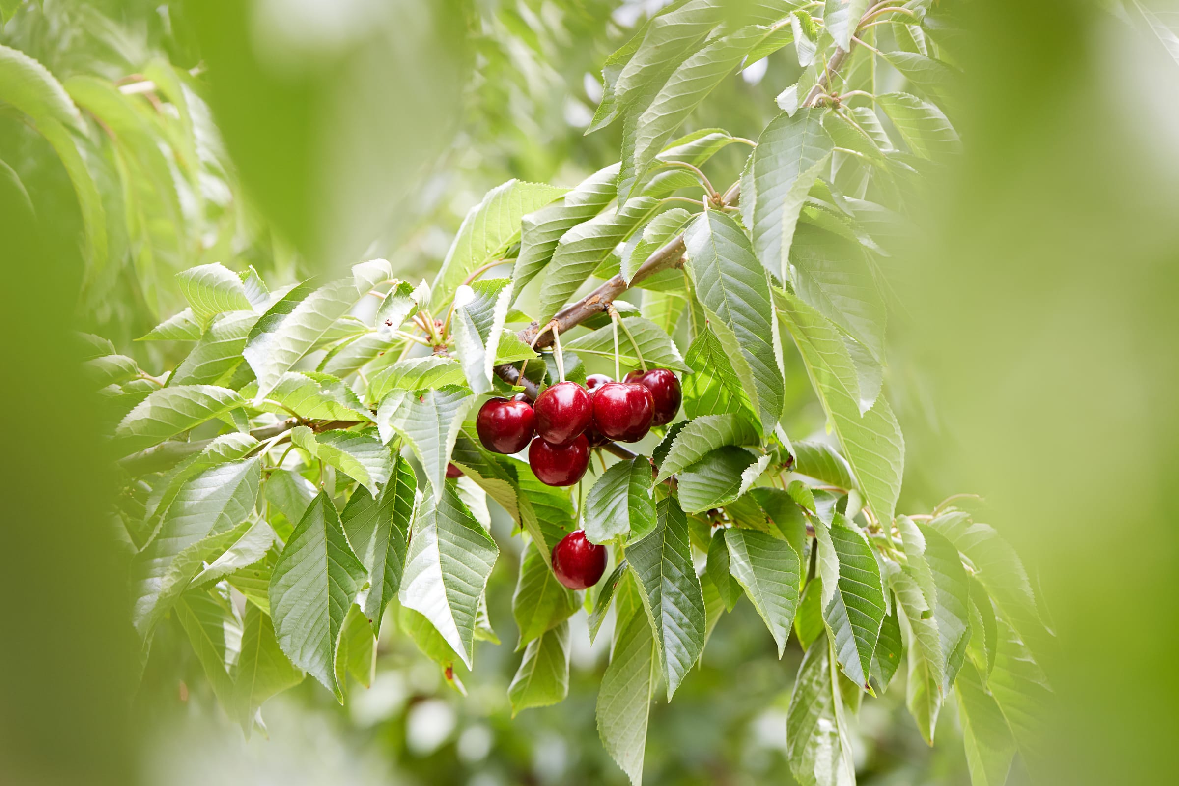 It's cherry season in Yarck Post feature image